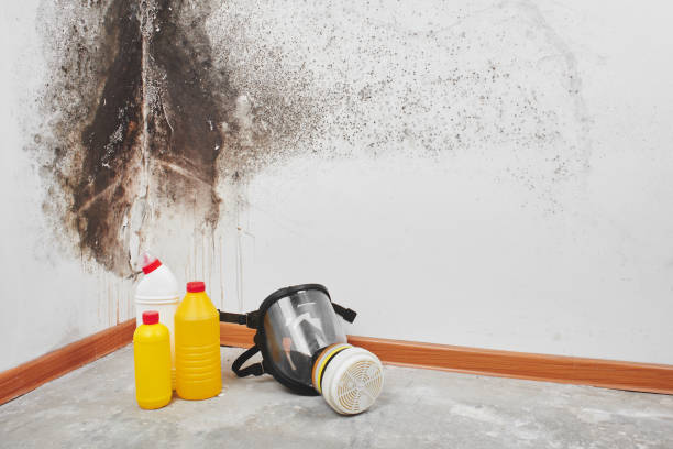 Best Residential Mold Remediation in Tucumcari, NM