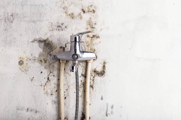 Best Kitchen Mold Remediation in Tucumcari, NM