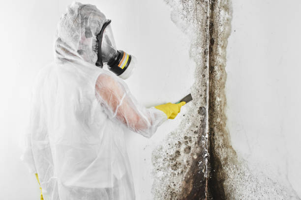 Best DIY Mold Remediation Support Services in Tucumcari, NM
