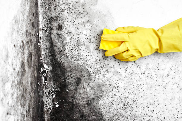Best Commercial Mold Remediation in Tucumcari, NM
