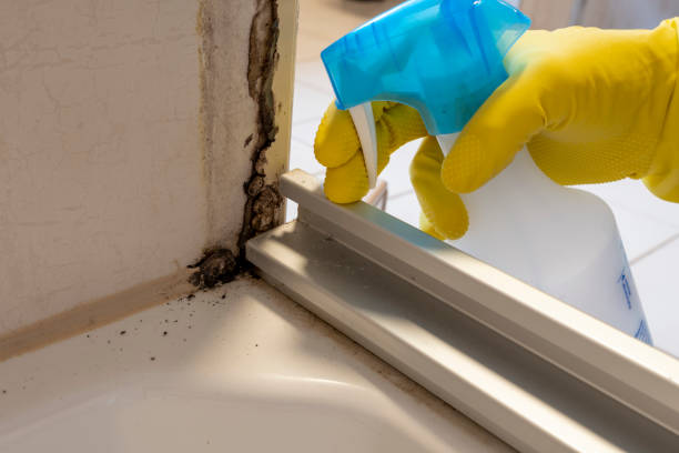 Best Crawl Space Mold Remediation in Tucumcari, NM