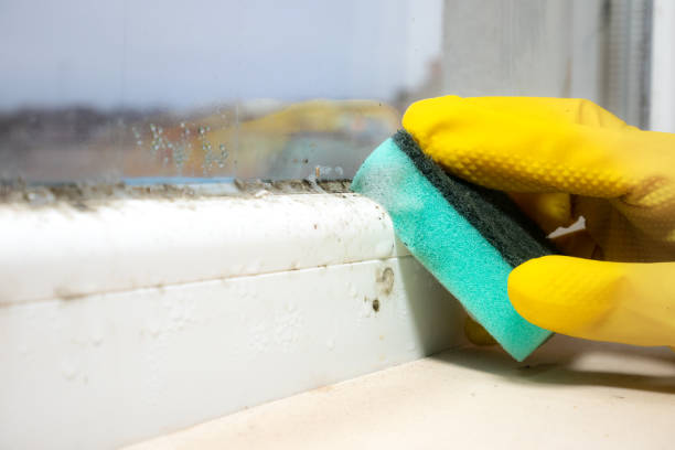 Best Residential Mold Remediation in Tucumcari, NM