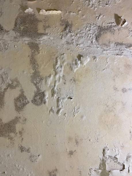 Best Mold Remediation for Specific Building Types in Tucumcari, NM