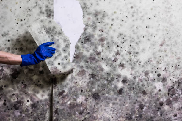Best Black Mold Remediation in Tucumcari, NM