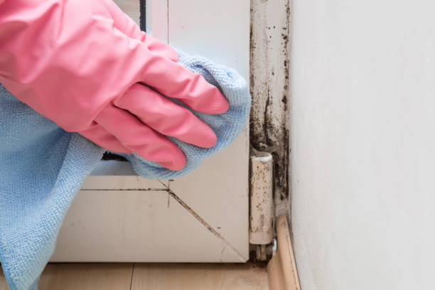 Tucumcari, NM Mold Remediation Company